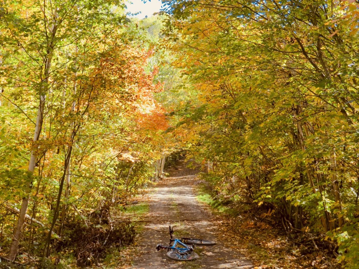 A walker on a forest path under yellow and orange autumn leaves