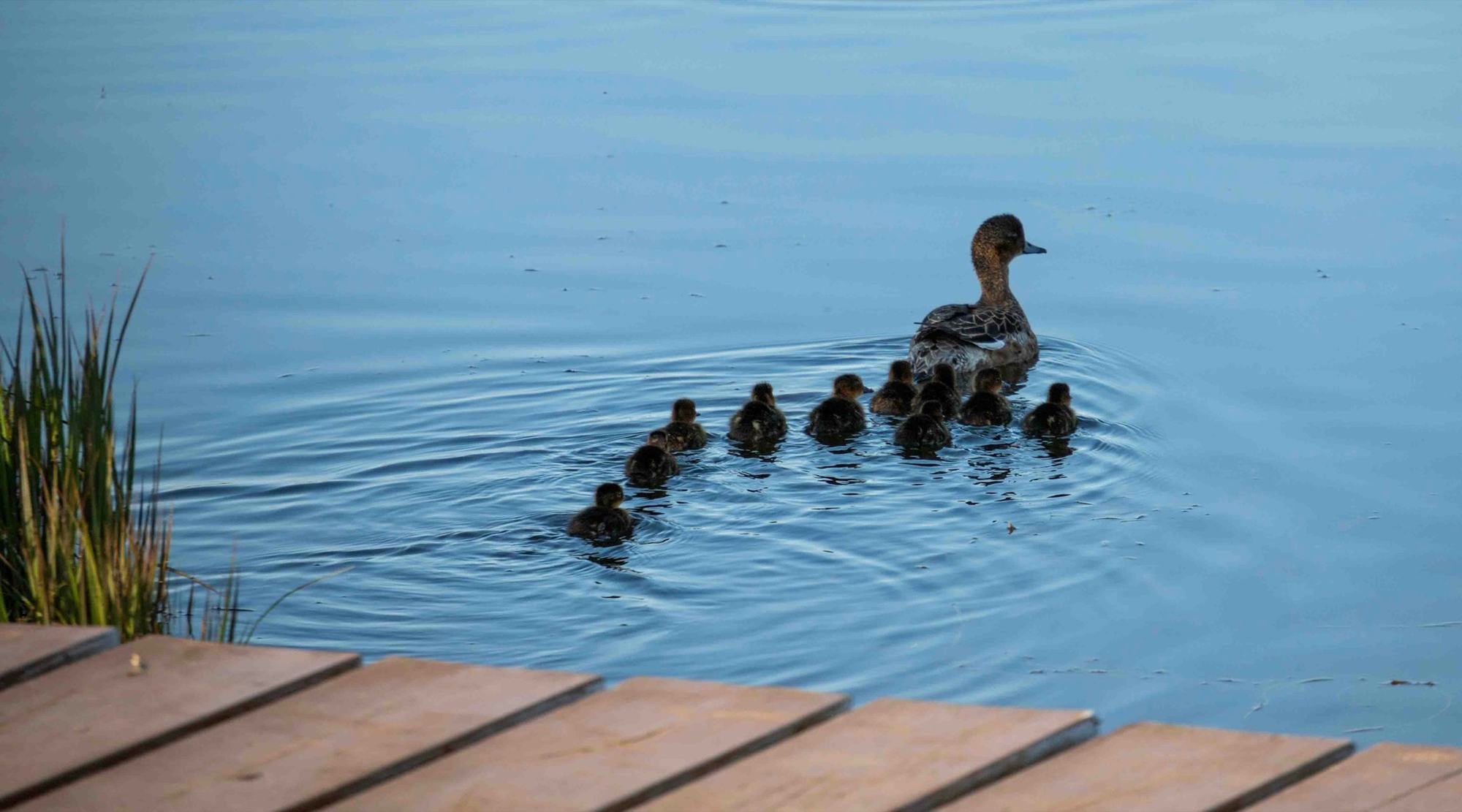 A duck and her ducklings swimming past a wooden dock
